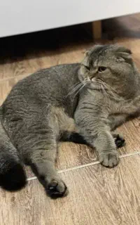 گربه