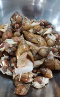 حلزون... حلزون تراپی