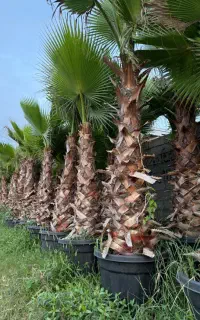پالم دو متری جعبه ۶۰