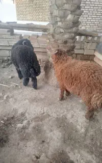 بره نر