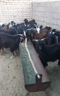 فروش کهره چاق