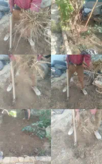 احیای باغچه و هرس درختان