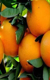 باغدار مرکبات کود دادی و نتیجه دلخواهت رو نمی‌گیری