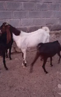 2 عدد پازن گلابی و ی عدد بز کهره دار