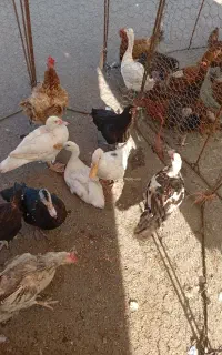 خرید مرغ و خروس غاز و اردک تعداد بالا