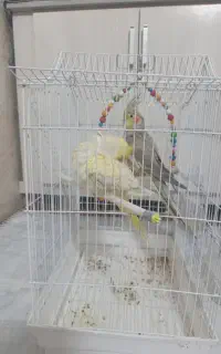 عروس هلندی