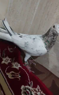 کفتر سرور