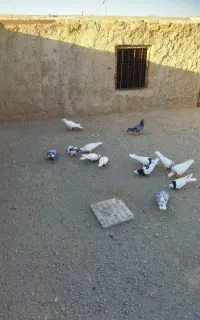 طوقی