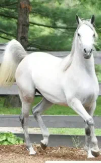 خرید فروش اسب