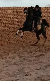 اسب سواریدار سیلمی