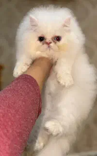 بچه گربه پرشین سوپرفلت اگزوتیک