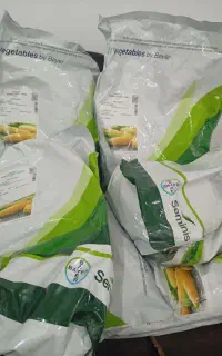 بذرذرت شیرین