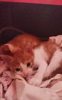 دوتابچه گربه شیرخوره واگذاری رایگان