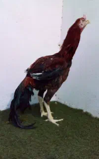خروس لاری دونگ بالا