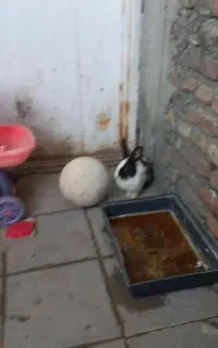 خرگوش نر