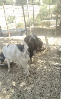 بز ماده آبستن