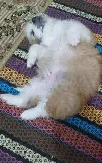 پا کوتاه
