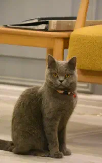 گربه اسکاتیش