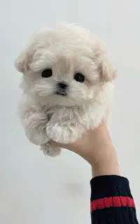 بودل پنبه ای