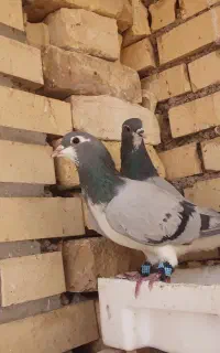 نر خرقه