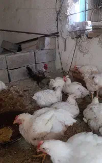 فروش مرغ برقی