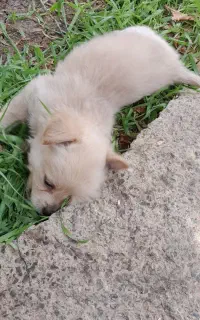 سگ پاکوتاه نر