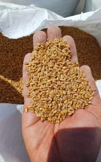 گندم قرمز بذری  کلکتور، الجی، آرامش