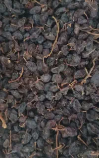 مویز