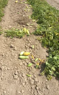 خوراک دام  گوساله  گوسفندی