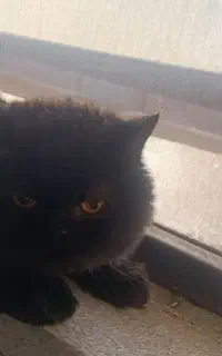گمشده