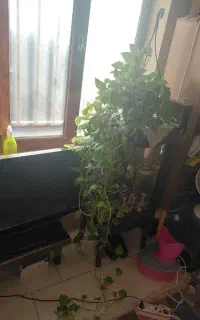 پتوس سرسبز و زیبا