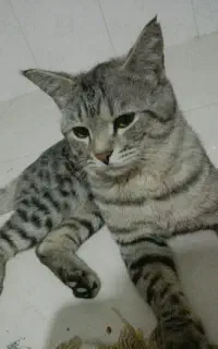 سلام واگذاری