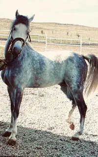 اسب نریان کرد