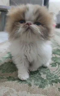 گربه پرشین سوپر فلت