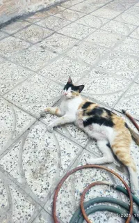 گربه خانگی و 4 عدد بچه گربه دوست داشتنی