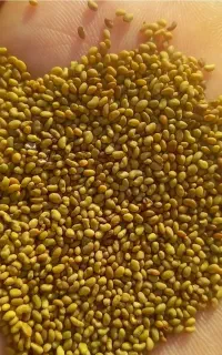 بذر یونجه