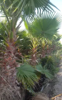 پالم واشینگتن