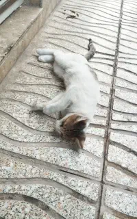 واگذاری رایگان