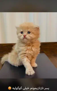 گربه اسکاتیش نر و ماده