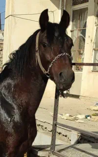 خرید و فروش اسب