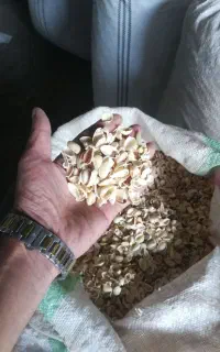 پوست پسته