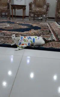 واگزاری گر به