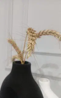 گندم