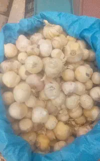 موسیر کوهی