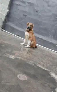 توله۳ ماهه سگ ماده افغان