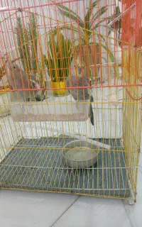 عروس هلندی نرو ماده