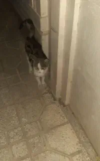 گربه