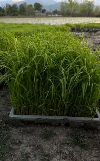 توم نشا ، بانک نشا