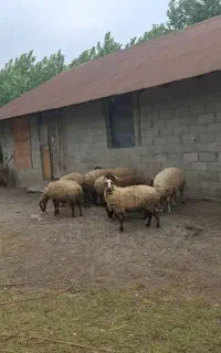 فروش بره نر