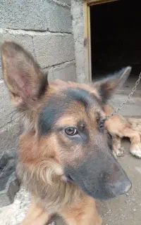 سگ ژرمن یک ساله درسلامت کامل